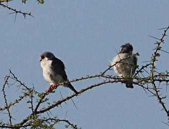 Walk Safari Bird Pygmy Falcon