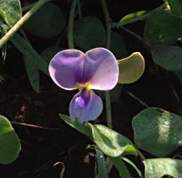 Walk Safari Flower Vigna Frutescenes