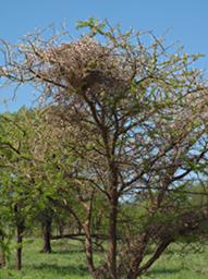 Walk Safari Nest
