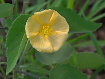Walk Safari Flower Pavonia Xxx