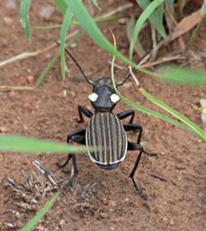 Walk Safari Beetle Xxx