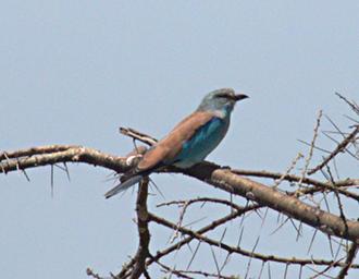 Walk Safari Bird European Roller