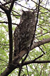 Walk Safari Bird Spotted Eagle Owl