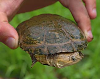 Walk Safari Xxx Tortise
