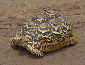 Walk Safari Leopard Tortise