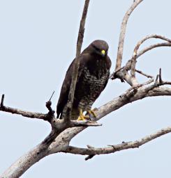 Walk Safari Bird Black Kite