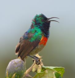 Walk Safari Bird Xxx Double Collared Sunbird