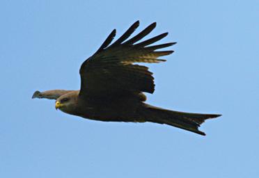 Walk Safari Bird Black Kite