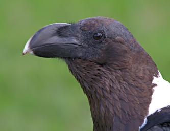 Walk Safari Bird White Naped Raven