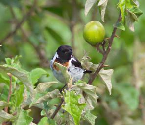 Walk Safari Bird Stone Chat