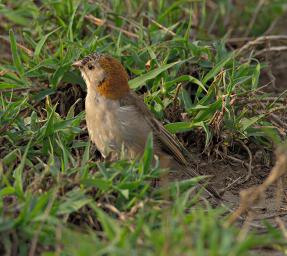 Walk Safari Bird Speckle Fronted Weaver