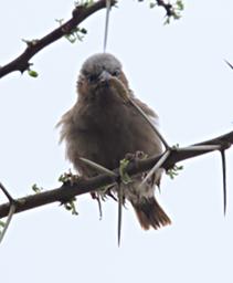 Walk Safari Bird Xxx