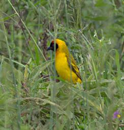 Walk Safari Bird Vitelline Masked Weaver