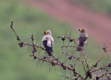 Walk Safari Bird Wattled Starling