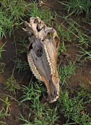 Walk Safari Zebra Skull