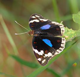 Walk Safari Butterfly Dark Blue Pansy