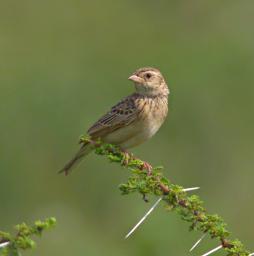 Walk Safari Bird Xxx