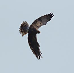 Walk Safari Bird Xxx Eagle