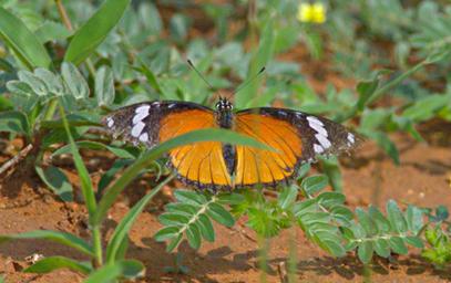 Walk Safari Butterfly Diadem_F