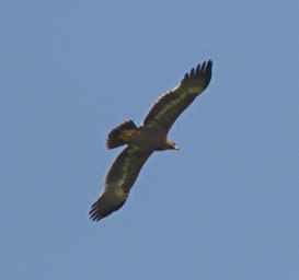 Walk Safari Bird Xxx Eagle