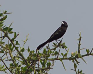 Walk Safari Bird Xxx Jacksons Widowbird