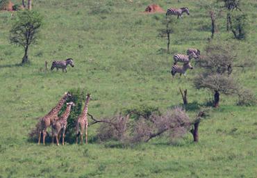 Walk Safari Zebras Giraffes