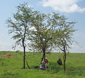 Walk Safari Snack Dona Joshua Saif