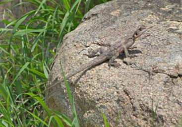 Walk Safari Lizard