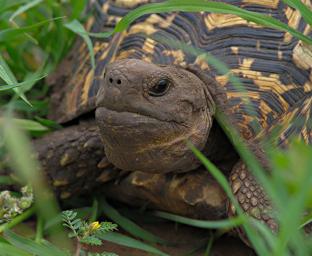 Walk Safari Leopard Tortise