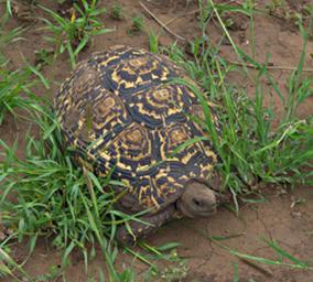 Walk Safari Leopard Tortise