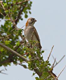 Walk Safari Bird Speckle Fronted Weaver