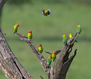 Walk Safari Bird Fishers Lovebird