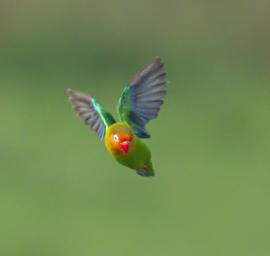 Walk Safari Bird Fishers Lovebird