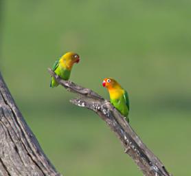 Walk Safari Bird Fishers Lovebird