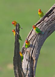 Walk Safari Bird Fishers Lovebird