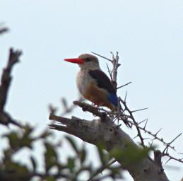 Walk Safari Bird Grey Headed Kingfisher