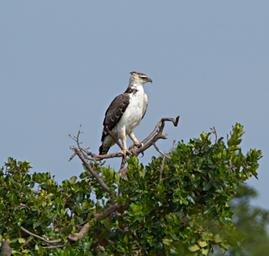 Walk Safari Bird Martial Eagle