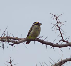 Walk Safari Bird Red Fronted Barbet