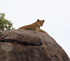 Walk Safari Lioness