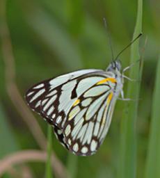Walk Safari Butterfly Xxx Brown Veined White