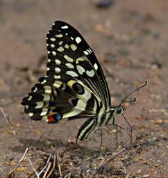 Walk Safari Butterfly Citrus Swallowtail