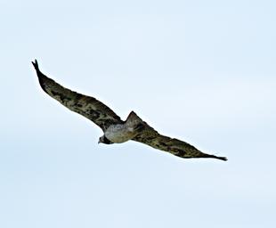 Walk Safari Bird Xxx Martial Eagle