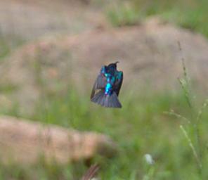 Walk Safari Bird Xxx Sunbird