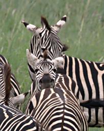 Walk Safari Zebra