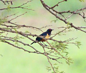 Walk Safari Bird Hildebrandts Starling