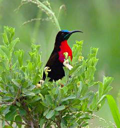 Walk Safari Bird Scarlet Chested Sunbird