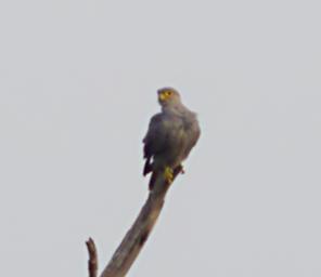 Walk Safari Bird Xxx