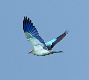 Walk Safari Bird European Roller