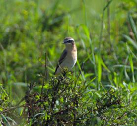 Walk Safari Bird Northern Wheatear
