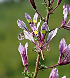Walk Safari Flower Cleome Xxx